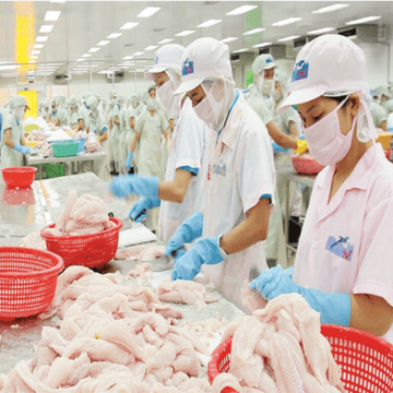 Top các công ty xuất khẩu cá tra lớn nhất Việt Nam 10 năm qua