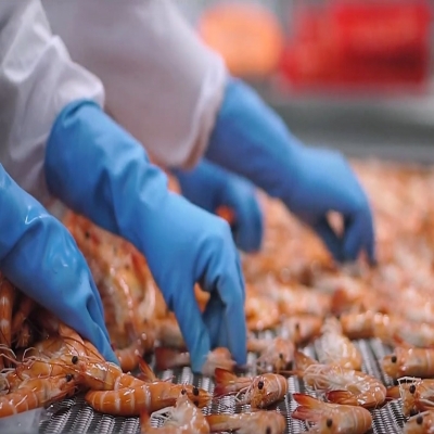 Xuất khẩu tôm 2 tháng đầu năm 2026: Trung Quốc dẫn dắt, tôm hùm bứt phá