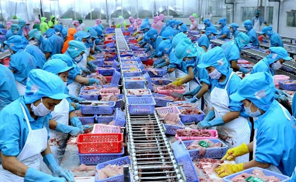 Xuất khẩu cá tra 9 tháng đầu năm: Thị trường dịch chuyển rõ nét, CPTPP và Brazil bứt phá